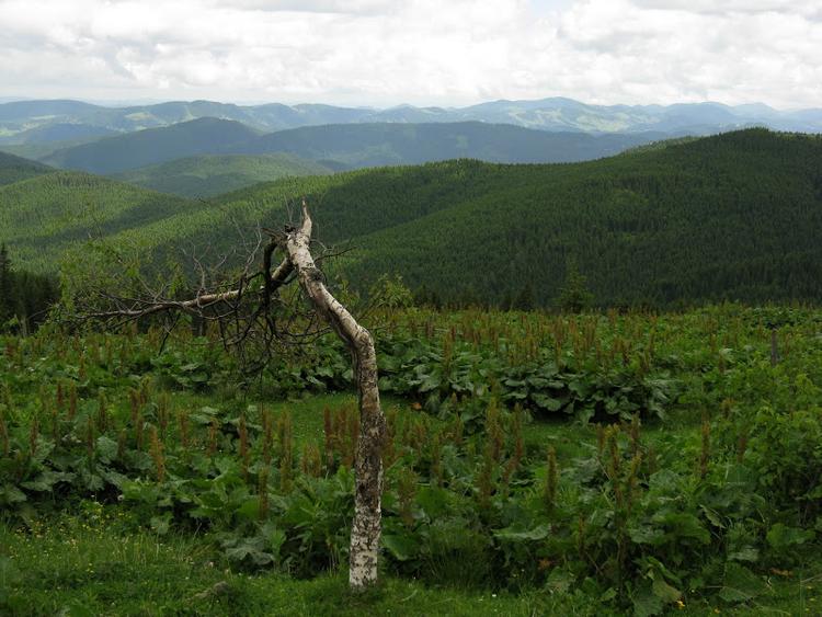 Ukraina - Karpaty - Bialy Czeremosz