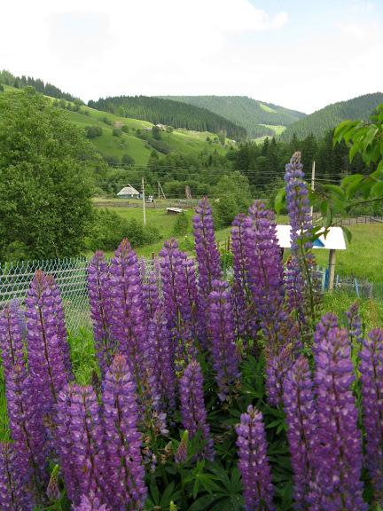 Ukraina - Karpaty - Bialy Czeremosz