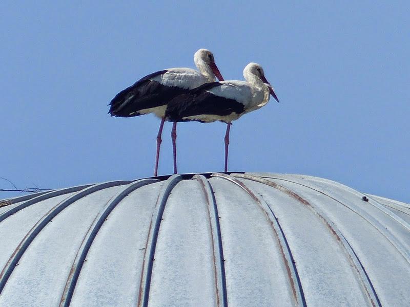 litwa, łotwa