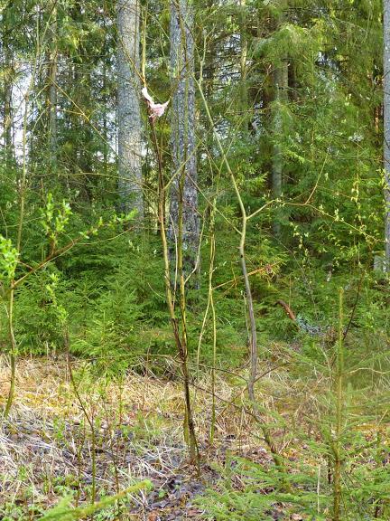 litwa, łotwa
