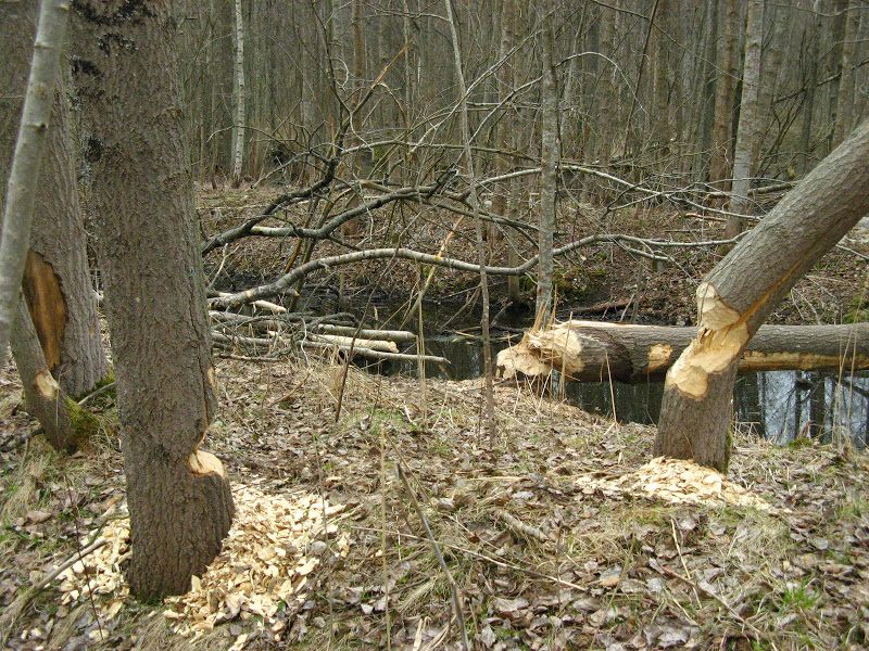 Łotwa - relacja z podróży
