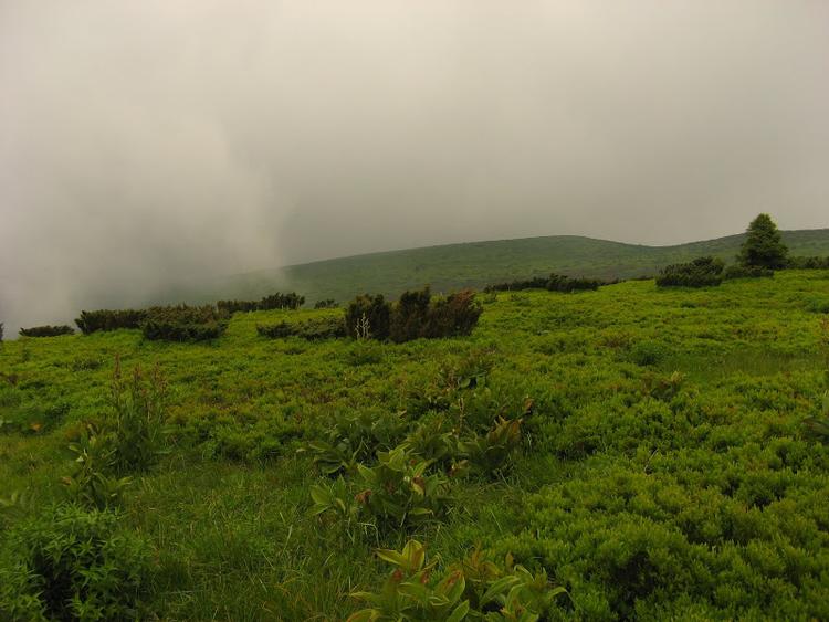 Ukraina - Karpaty - Połonina Równa