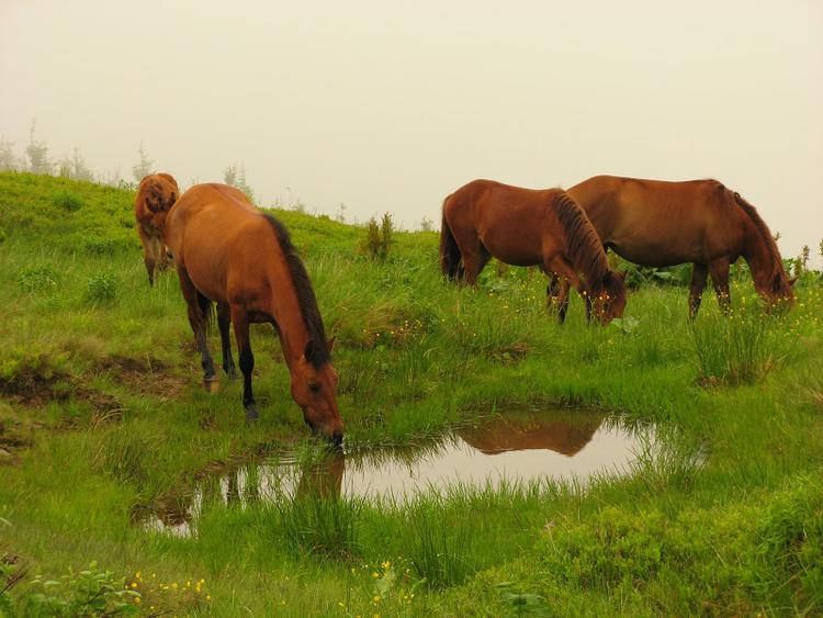 Ukraina - Karpaty - Połonina Równa