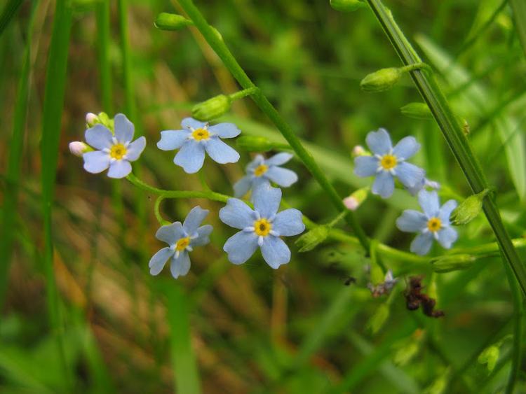 Ukraina - Karpaty - Połonina Równa
