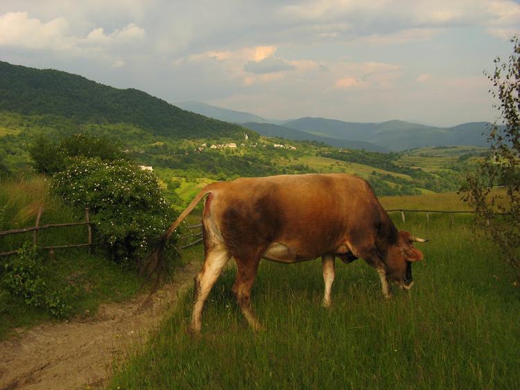 Ukraina - Karpaty - Połonina Równa