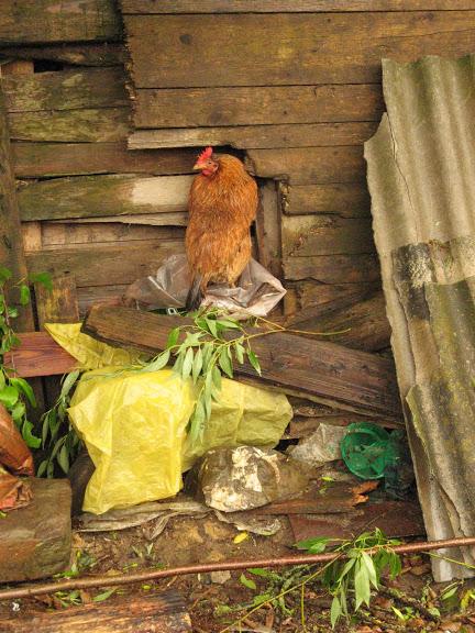 Ukraina - Karpaty - Połonina Równa