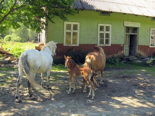Ukraińskie Połoniny - relacja z podróży