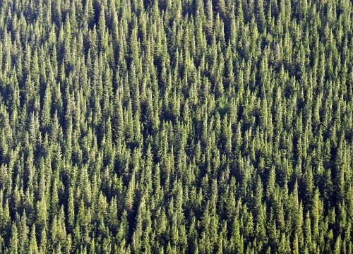 Ukraińskie Połoniny - relacja z podróży