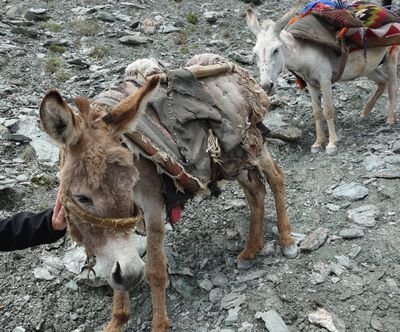 tadzykistan osly2