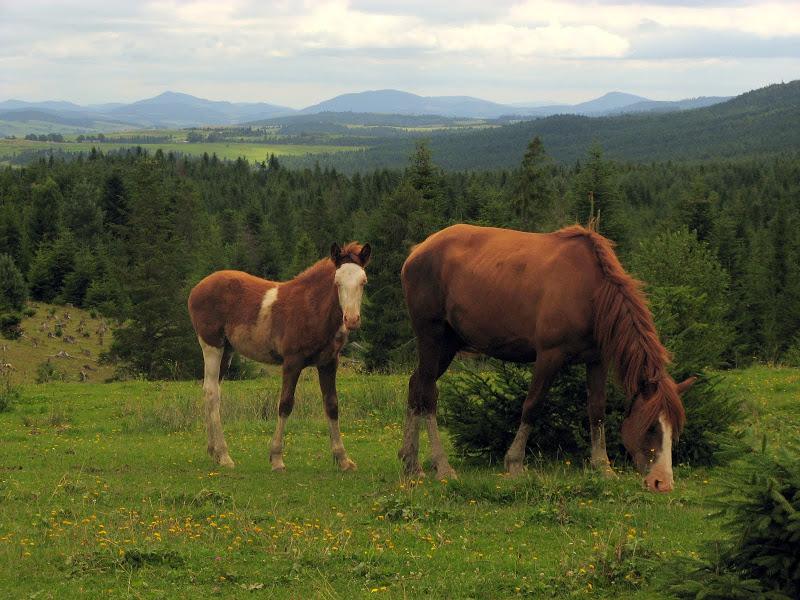 Ukraińskie Bieszczady - relacja z podróży